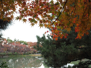 秋の日に染まる紅葉