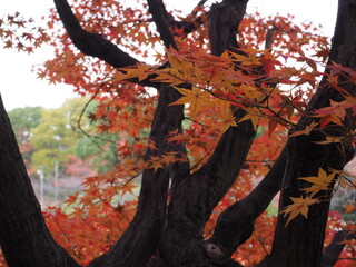 秋の日に染まる紅葉