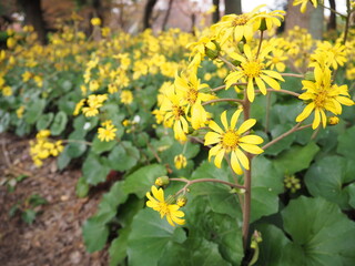 秋の日の黄色いツワブキの花