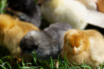 many little chickens on the green grass. close-up