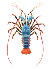 Beautiful image with watercolor hand drawn rainbow lobster. Stock illustration.