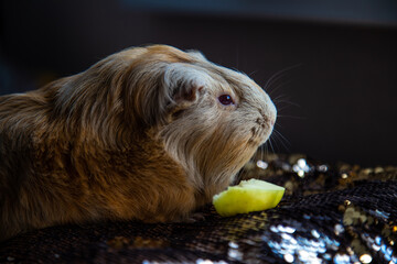 Guinea pigs eating