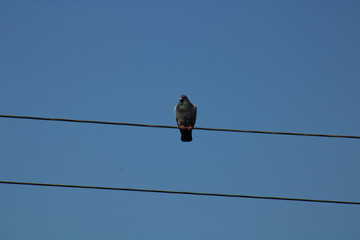 bird on a wire