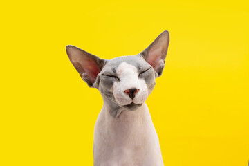 Portrait funny happy sphynx cat with closed eyes. Isolated on yellow backgorund