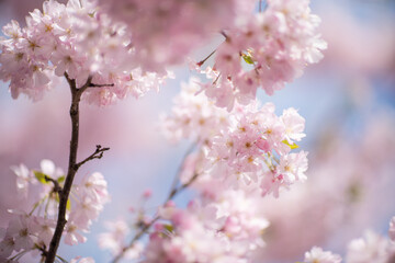 風に揺られる桜の花　花見のイメージ　リラックスした雰囲気　BGM用素材