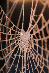 Spinnennetz mit Raureif