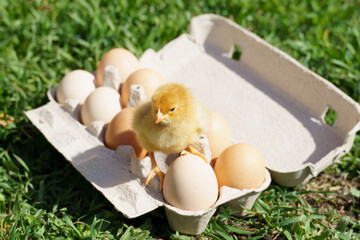 little chick sits in a tray with eggs on a background of green grass. a chick hatched from an egg.