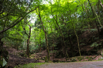 奈良・春日山原始林