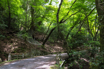 森の中のハイキング道