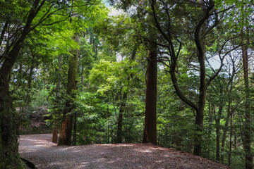 奈良・春日山原始林の遊歩道