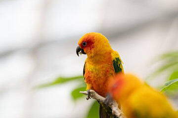 可愛いインコ
