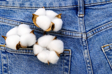 White Fluffy Cotton Flower In Blue Jeans Denim Pocket, Background Fashionable Casual Comfortable Clothing, Natural Organic Fabric Recycling, Environment