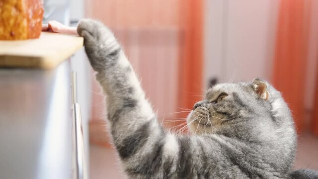 Funny cute gray scottish fold cat tries to steal a piece of ham from the kitchen table. Cat misbehavior concept, zoopsychology. Humor video 4k	
