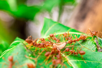 red ant, action helping for food on the branch big tree, in garden among green leaves blur background, selective eye focus and black backgound, macro
