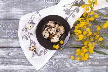 Easter quail eggs in a ceramic bowl and spring mimosa flowers on a wooden gray background. Country style. Flat lay. Place for text.