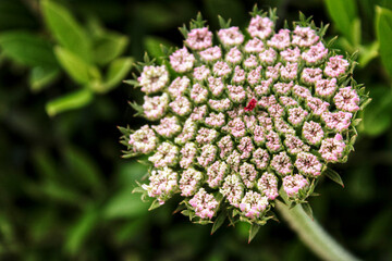 Beautiful Daucus Carota flower in Spring