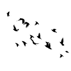 A flock of flying birds. Vector illustration