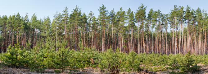 Plantation of young pines against the old trees in forest