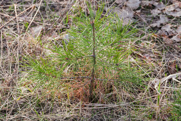 Naklejka na ściany i meble Tiny young pine among the withered grass in forest