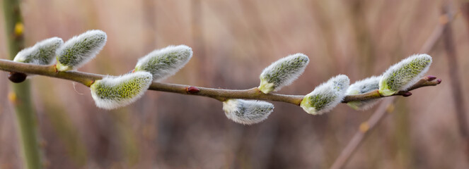 Willow branch with catkins on a blurred background, panoramic view