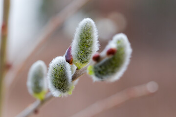 Willow catkins on blurred background, close-up in selective focus