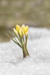 Spring flowers grow under the snow, a beautiful composition for Easter cards. Yellow crocuses in the sun rose after winter, beautiful primroses bloom on April day.