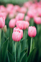 pink tulips in the field. Spring blurred background, postcard. Bouquet for Mother's Day, Women's Day, holiday. Soft selective focus, defocus. Vertical