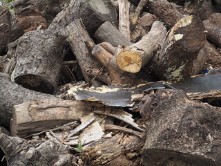 うち捨てられた材木