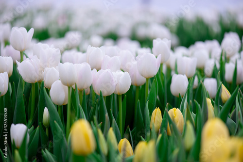 Group of white tulips in the field. Spring blurred background, postcard. Bouquet for Mother's Day, Women's Day, holiday. Soft selective focus, defocus. Copy space.