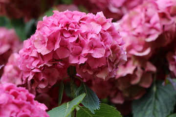 flowers of a pink hydrangea in close-up 