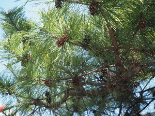 春先の松ぼっくり