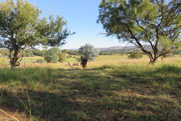 A view from the back of a herd of sheep and a Llama walking through grass fields surrounded by green pastures landscape under a bright blue sky in South Africa in autumn
