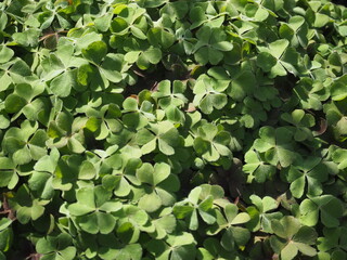 道端のカタバミの葉