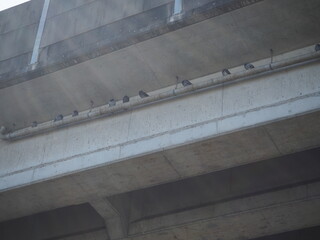 鳩が休憩する橋げた