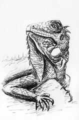 iguana on a white background 