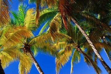 Fototapeta na wymiar palm trees on blue sky in the Caribbean , view from the ground to the top