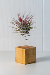 Tillandia stricta plante épiphyte posé  sur un cube de bois et décorant une salle de bain