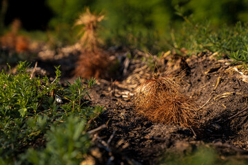 A seedling tree in the Quellenhang am Lintorfer Mark forest in Ratingen, North Rhine-Westphalia, Germany