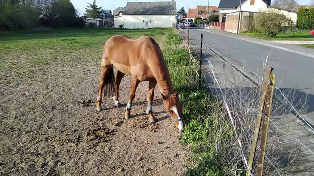 cheval marron dans un enclos
