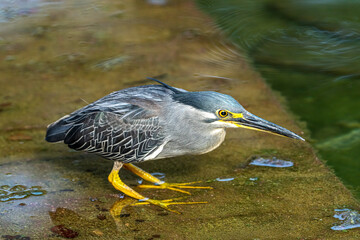 Striated heron crouching near the shore.