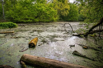 A tree trunk in a forest lake in Ratingen-Hoesel, North Rhine-Westphalia, Germany