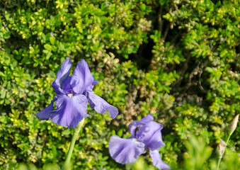blue iris in the garden