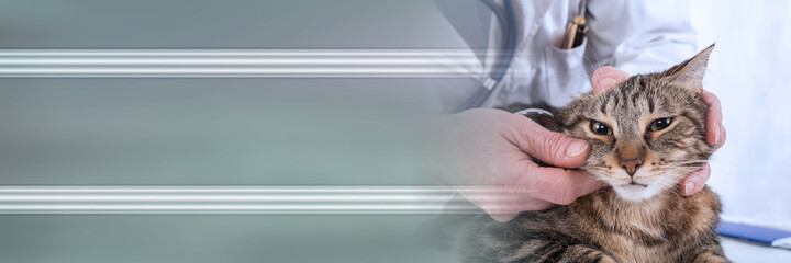 Veterinarian examining a cat; panoramic banner
