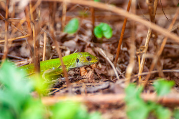 A green lizard is resting in the grass