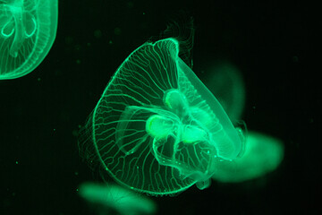 Close up Blubbler Jellyfish , Catostylus townsend , in the Aquarium