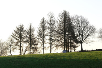 Bäume auf einer Bergkuppe