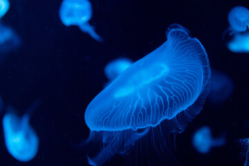 Close up Blubbler Jellyfish , Catostylus townsend , in the Aquarium