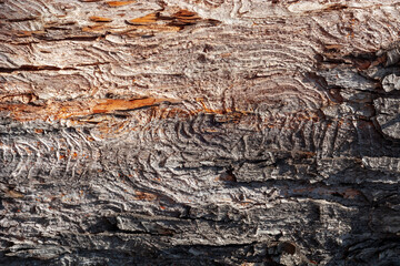 Tree Bark Textured Surface for Background, Texture or Wallpaper.