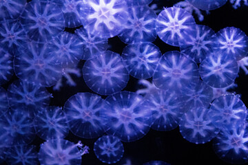 Close up Blubbler Jellyfish in the Aquarium