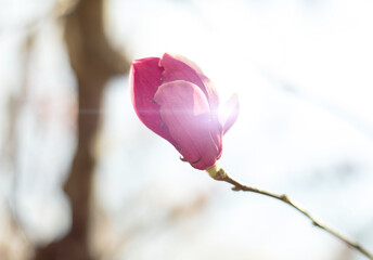 Blossoming magnolia bud in sunset light.